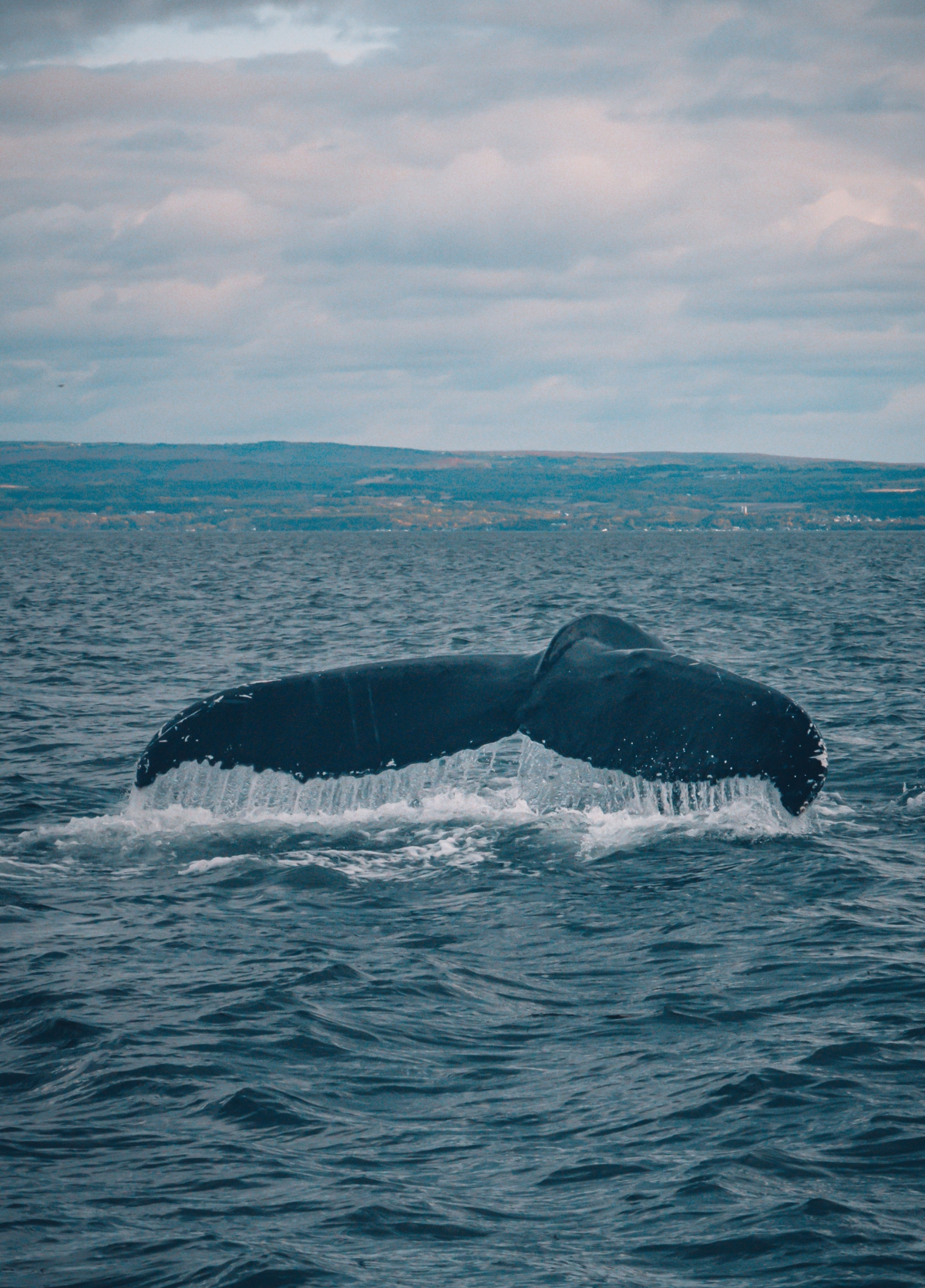 A la rencontre des baleines à Essipit!
